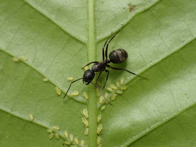 Camponotus pennsylvanicus photo 377