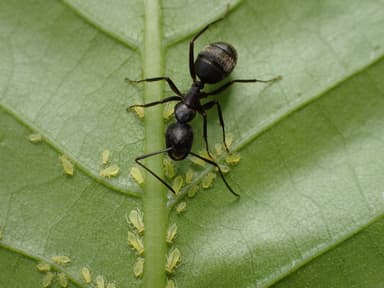 Camponotus pennsylvanicus photo 378