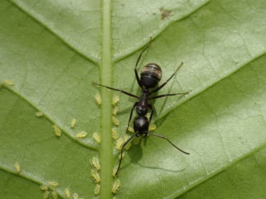 Camponotus pennsylvanicus photo 379