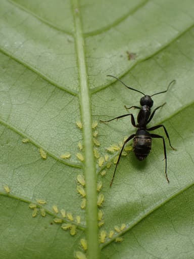 Camponotus pennsylvanicus photo 380