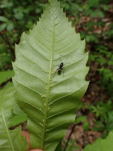 Camponotus pennsylvanicus photo 381