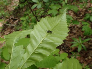 Camponotus pennsylvanicus photo 382