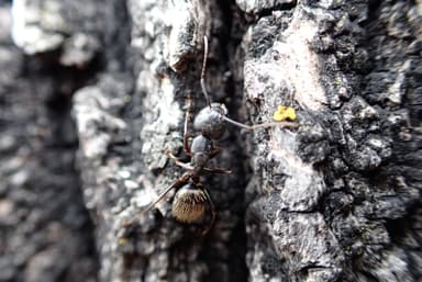 Camponotus pennsylvanicus photo 383