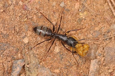 Camponotus pennsylvanicus photo 1