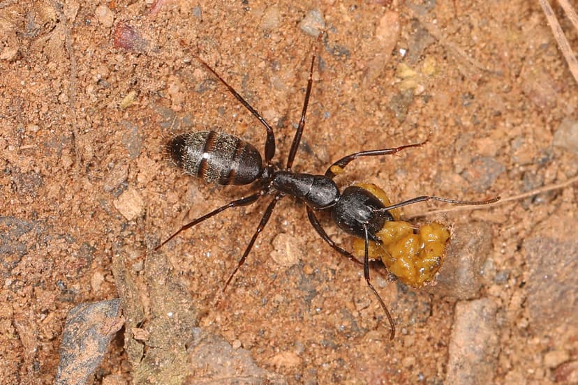 Camponotus pennsylvanicus photo 1