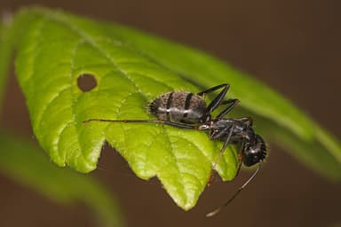 Camponotus pennsylvanicus photo 2
