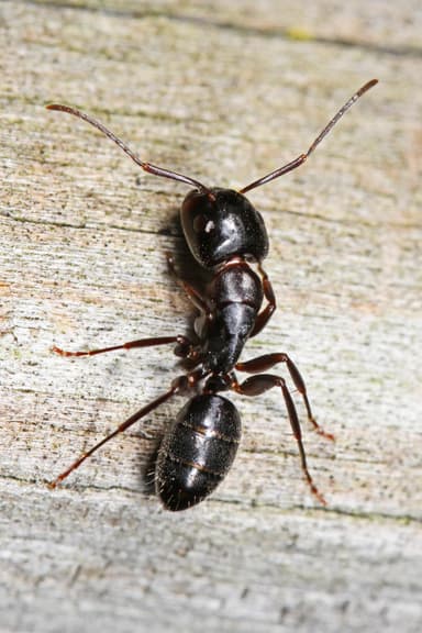 Camponotus pennsylvanicus photo 3