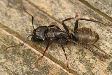 Camponotus pennsylvanicus photo 4