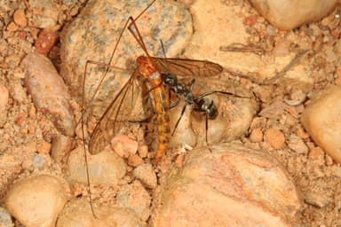 Camponotus pennsylvanicus photo 5