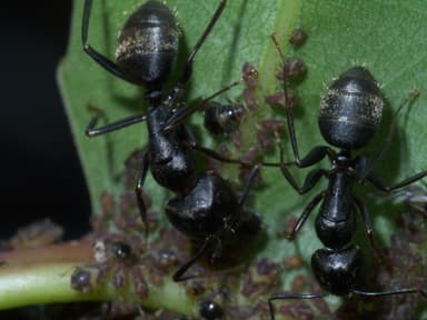 Camponotus pennsylvanicus photo 6