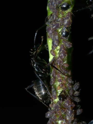 Camponotus pennsylvanicus photo 7