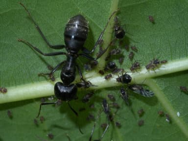 Camponotus pennsylvanicus photo 8