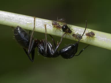 Camponotus pennsylvanicus photo 9