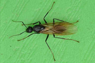 Camponotus pennsylvanicus photo 10