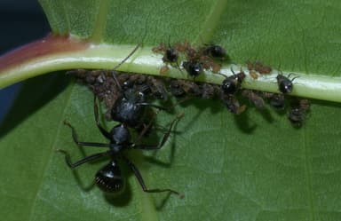 Camponotus pennsylvanicus photo 11