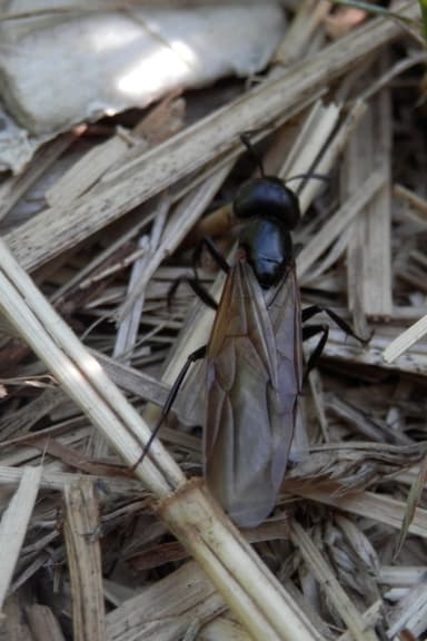 Camponotus pennsylvanicus photo 12