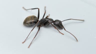 Camponotus pennsylvanicus photo 13
