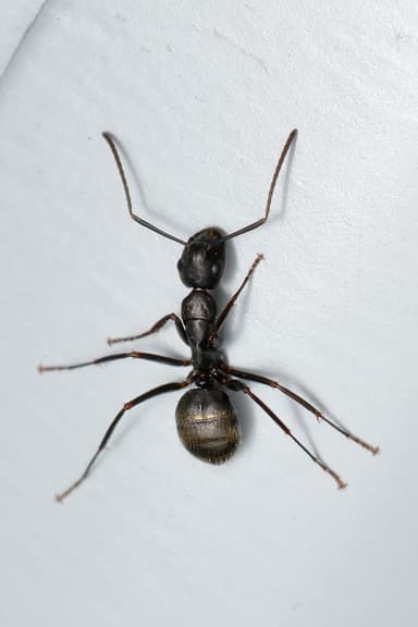 Camponotus pennsylvanicus photo 14