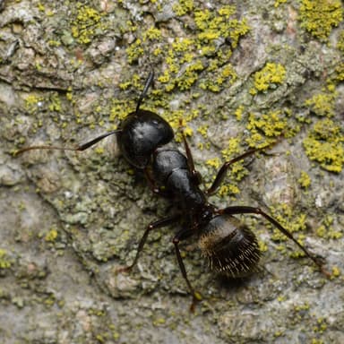 Camponotus pennsylvanicus photo 15