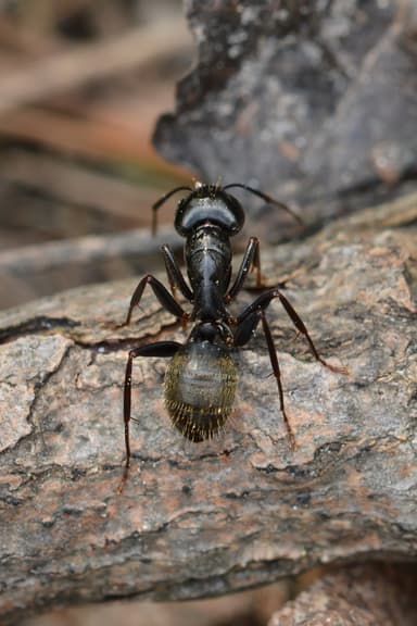Camponotus pennsylvanicus photo 16