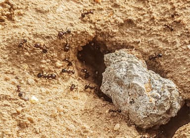 Camponotus pennsylvanicus photo 17
