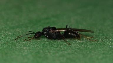 Camponotus pennsylvanicus photo 18