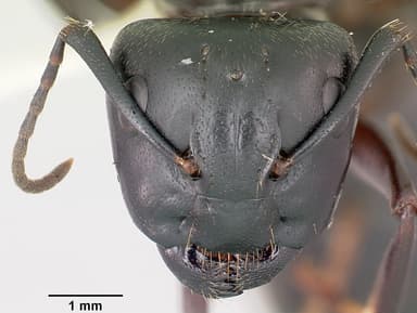 Camponotus pennsylvanicus — queen photo 19