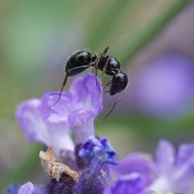 Camponotus piceus photo 5
