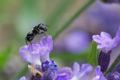 Camponotus piceus photo 6