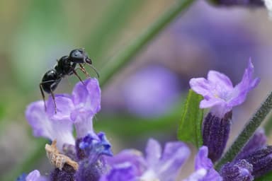 Camponotus piceus photo 7