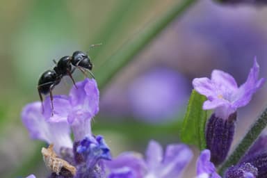 Camponotus piceus photo 8