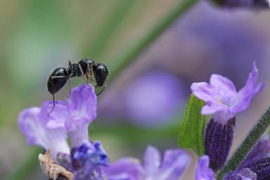 Camponotus piceus photo 9
