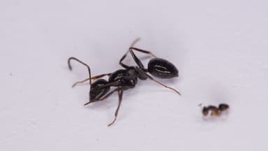 Camponotus piceus photo 10