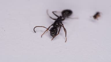 Camponotus piceus photo 11