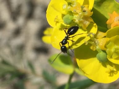 Camponotus piceus photo 13
