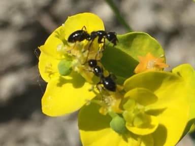 Camponotus piceus photo 14