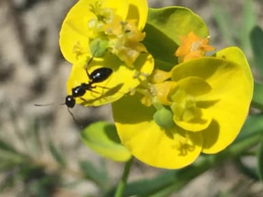 Camponotus piceus photo 15