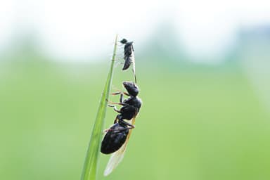 Camponotus piceus photo 20
