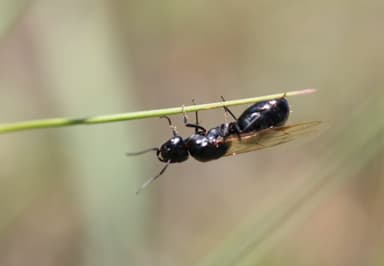 Camponotus piceus photo 21