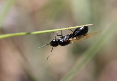 Camponotus piceus photo 22