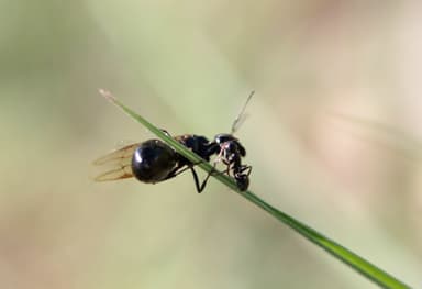 Camponotus piceus photo 23