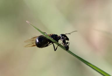 Camponotus piceus photo 24