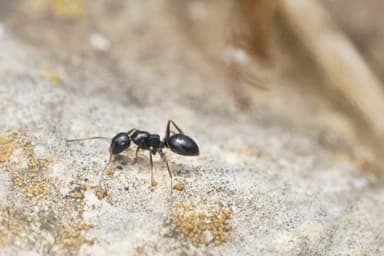 Camponotus piceus photo 25