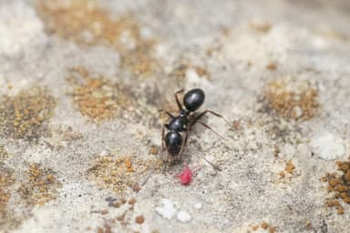 Camponotus piceus photo 26