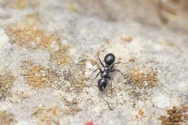 Camponotus piceus photo 27