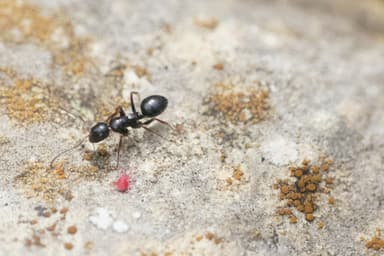 Camponotus piceus photo 28