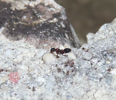 Camponotus piceus photo 29