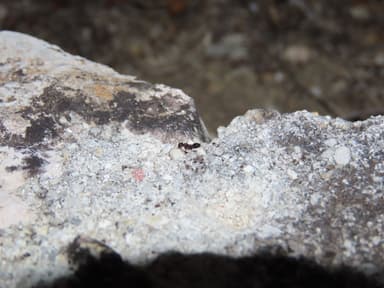 Camponotus piceus photo 30