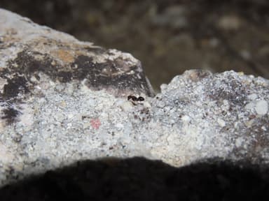 Camponotus piceus photo 31