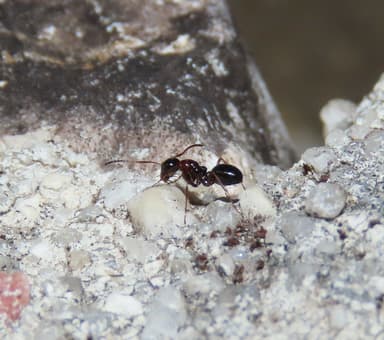 Camponotus piceus photo 32